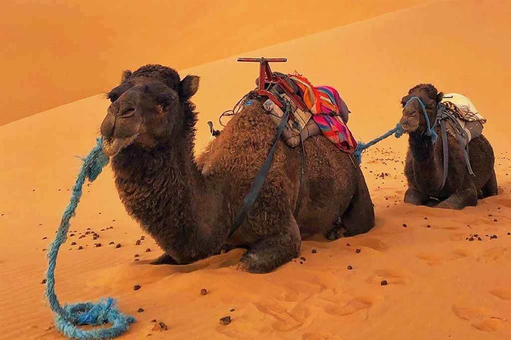 Tour de 3 días Errachidia a Marrakech
