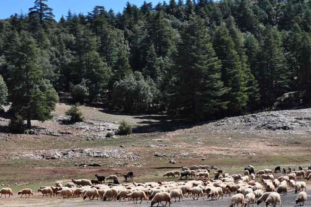 Day Trip From Fes to Middle Atlas Mountains